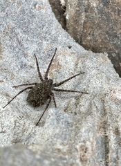 Pardosa
