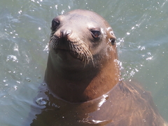 Zalophus californianus
