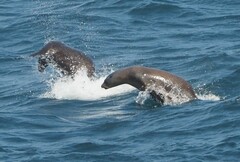 Zalophus californianus