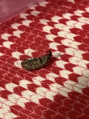 Euparius marmoreus