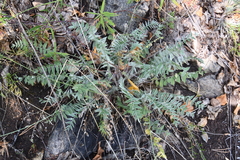 Oxytropis strobilacea