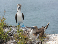 Sula nebouxii excisa