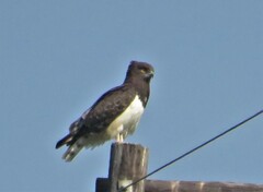 Circaetus pectoralis