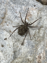 Pardosa