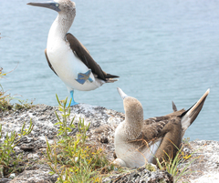 Sula nebouxii excisa