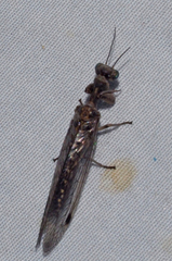 Mantispidae
