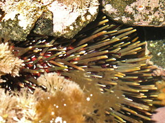 Evechinus chloroticus