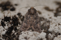 Protorthodes alfkenii