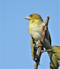 Ploceus cucullatus spilonotus