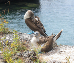 Sula nebouxii excisa