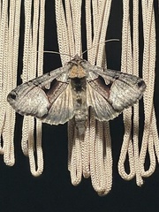 Autographa ampla