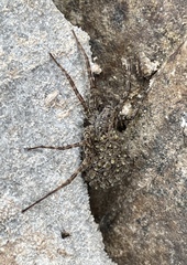 Pardosa