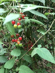 Solanum dulcamara