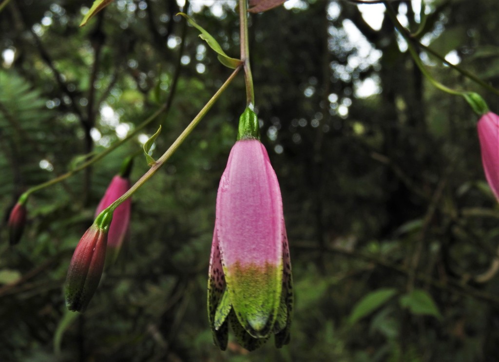 Bomarea diffracta