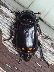 Nicrophorus pustulatus