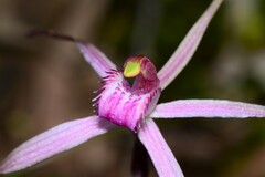 Caladenia rosella