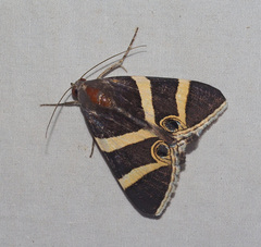 Grammodes ocellata