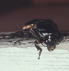 Nicrophorus pustulatus