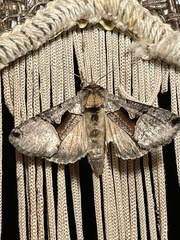 Autographa ampla