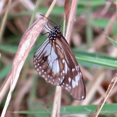 Danaus affinis