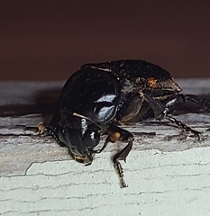 Nicrophorus pustulatus