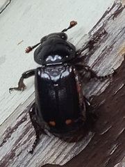 Nicrophorus pustulatus