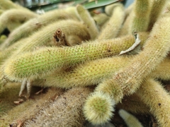 Cleistocactus winteri