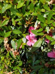 Rhododendron