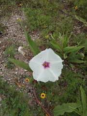 Ipomoea longifolia
