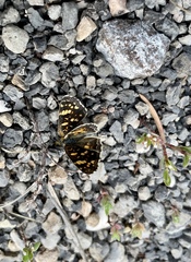 Phyciodes pulchella
