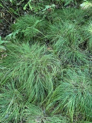 Carex bromoides