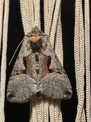 Autographa ampla