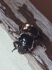 Nicrophorus pustulatus