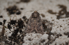 Protorthodes alfkenii