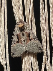 Autographa ampla