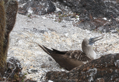 Sula nebouxii excisa