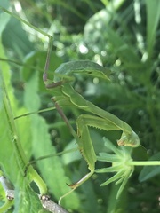 Stagmomantis limbata