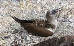 Sula nebouxii excisa