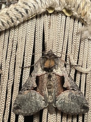 Autographa ampla