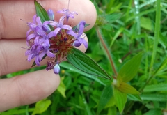 Crusea hispida