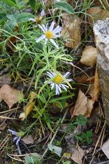 Aster altaicus