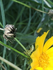 Zelus renardii