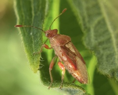 Arhyssus
