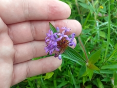Crusea hispida