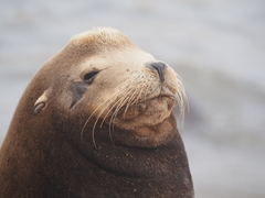 Zalophus californianus