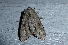 Ichneutica ustistriga
