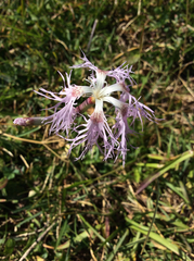 Dianthus superbus alpestris