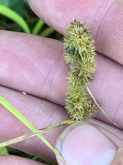 Carex cristatella