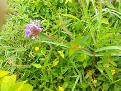 Crusea hispida