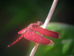 Neurothemis taiwanensis